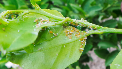 Asian Citrus Psyllid Pheramone Lure