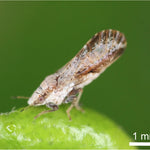 Asian Citrus Psyllid Pheramone Lure