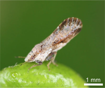 Asian Citrus Psyllid Pheramone Lure