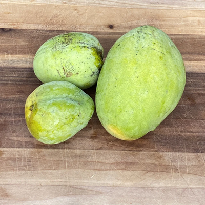 Boca Hydro Grafted Butter Cream Mango Tree Patented Variety