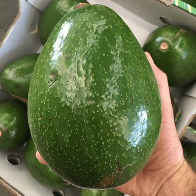 Boca Hydro Grafted Choquette Avocado Tree – Commercial Florida Variety | Large, Nutty & Creamy Fruit | Heavy Producer, Hardy & Durable