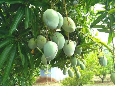 Boca Hydro Grafted Coconut Cream Mango Tree Patented Variety