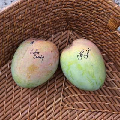 Boca Hydro Grafted Cotton Candy Mango Tree