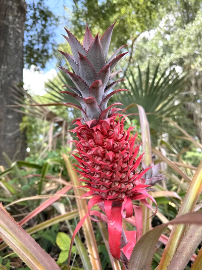 Boca Hydro Florida Special Red Pineapple Organic Live Plant