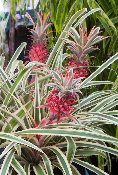 Boca Hydro Florida Special Red Pineapple Organic Live Plant