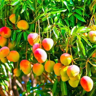 Boca Hydro Grafted Fruit Cocktail Mango Tree Patented Variety