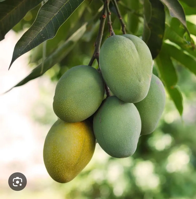 Boca Hydro Grafted Ice Cream Mango Tree Patented Variety