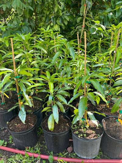 Boca Hydro Grafted Ice Cream Mango Tree Patented Variety