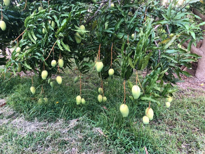 Boca Hydro Grafted Lemon Zest Mango Tree