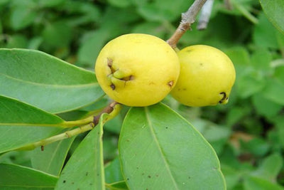 Boca Hydro Organic Lemon Catley Guava Live Tree