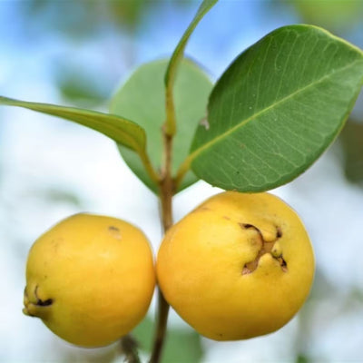 Boca Hydro Organic Lemon Catley Guava Live Tree