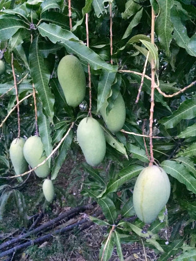 Boca Hydro Grafted Lemon Zest Mango Tree