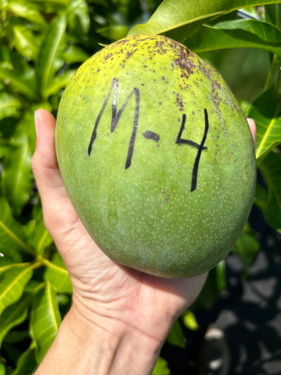 Boca Hydro Grafted M4 Mango Tree – Premium Late-Season Florida Variety with Sweet Creamy Coconut Flavor and Fiberless Flesh – Vigorous, Disease-Resistant, High-Yield Tree Ideal for Home Gardens and Landscapes