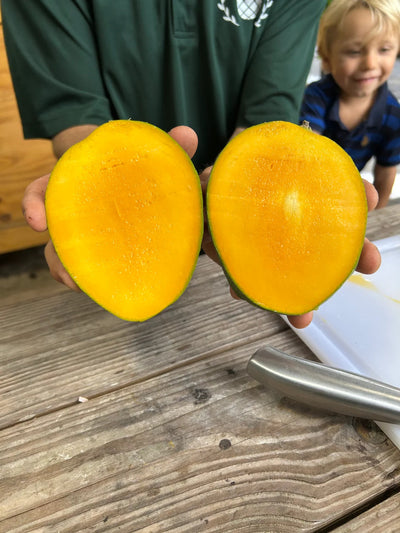 Boca Hydro Grafted M4 Mango Tree – Premium Late-Season Florida Variety with Sweet Creamy Coconut Flavor and Fiberless Flesh – Vigorous, Disease-Resistant, High-Yield Tree Ideal for Home Gardens and Landscapes