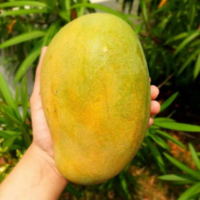 Boca Hydro Grafted Mallika Mango Tree Classic Variety