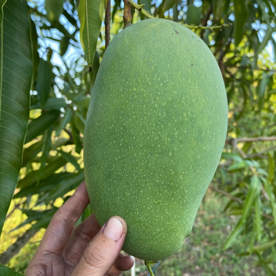 Boca Hydro Grafted Mallika Mango Tree Classic Variety