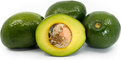 Boca Hydro Grafted Monroe Avocado Tree