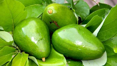 Boca Hydro Grafted Monroe Avocado Tree