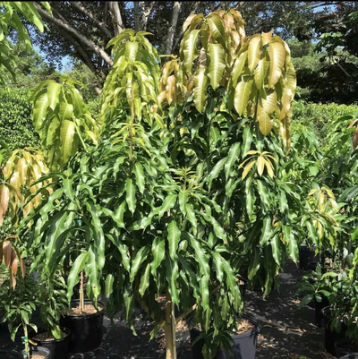 Boca Hydro Grafted Nam Doc Mai Mango Tree Classic Variety