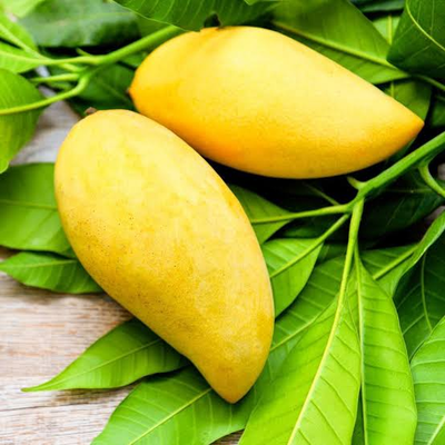 Boca Hydro Grafted Nam Doc Mai Mango Tree Classic Variety