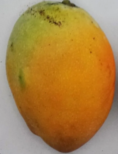 Boca Hydro Grafted Pina Colada Mango Tree Patented Variety