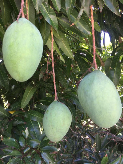 Boca Hydro Grafted Pineapple Pleasure Mango Tree