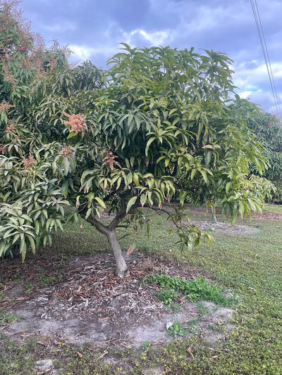 Boca Hydro Grafted Pineapple Pleasure Mango Tree