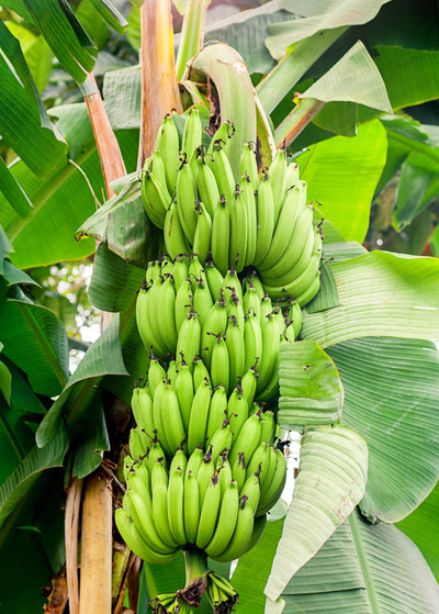 Boca Hydro Puerto Rican Plantain