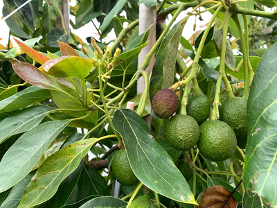 Boca Hydro Grafted Super Hass Avocado Tree
