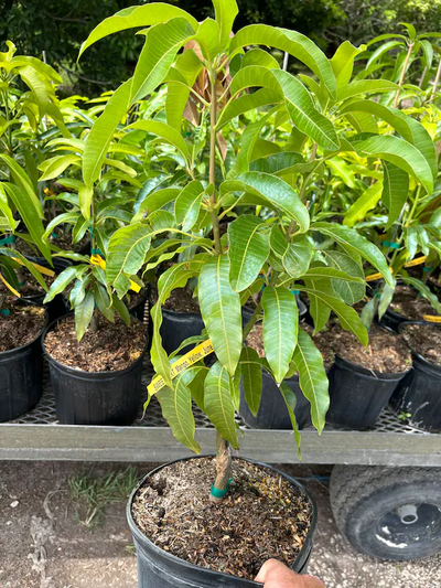Boca Hydro Grafted Sweet Tart Mango Tree Patented Variety