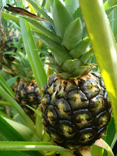 Boca Hydro White Jade Pineapple Organic Live Plant
