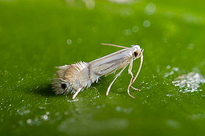 Citrus Leafminer Pheramone Lure Phyllocnistis citrella