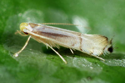 Citrus Leafminer Pheramone Lure Phyllocnistis citrella