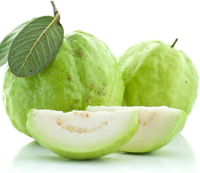 Boca Hydro Thai White Guava Live Fruit Tree