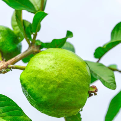 Boca Hydro Thai White Guava Live Fruit Tree